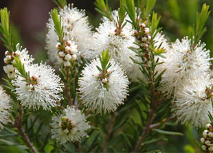 Piping Rock Tea Tree Therapy Antiseptic Cream